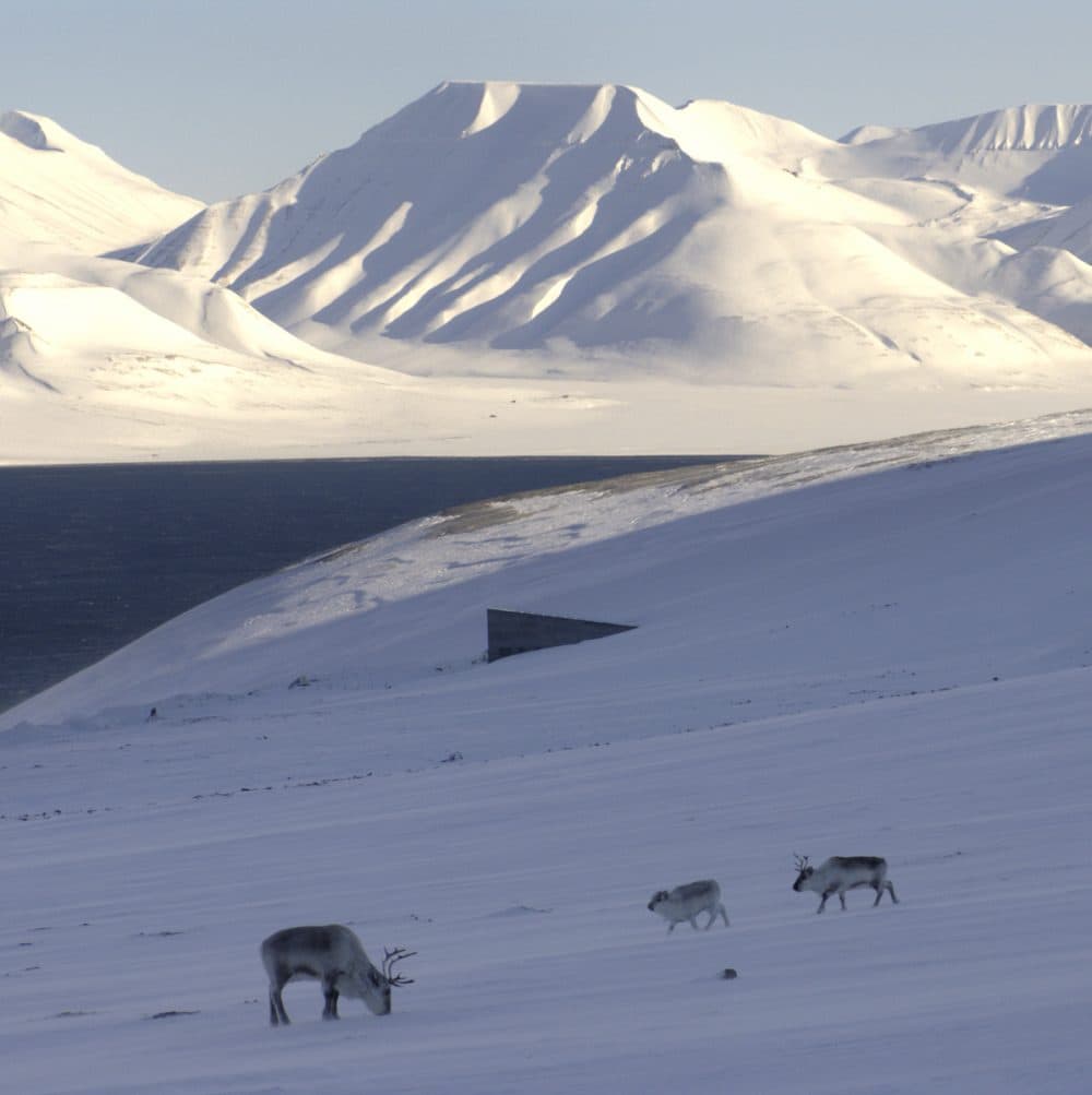 Reindeer near the vault, in Svalbard, Norway. (Photo/Crop Trust)