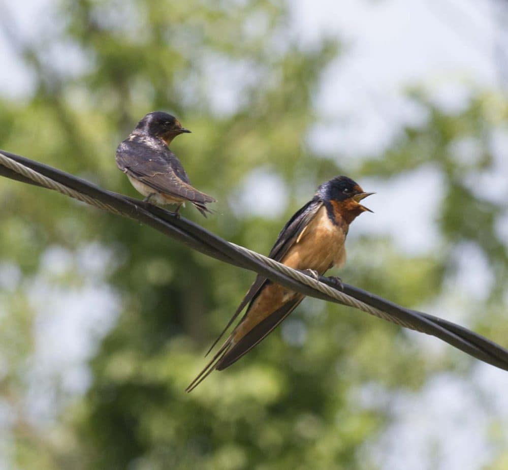 Barn swallows. (Brian Amaral/WBUR)