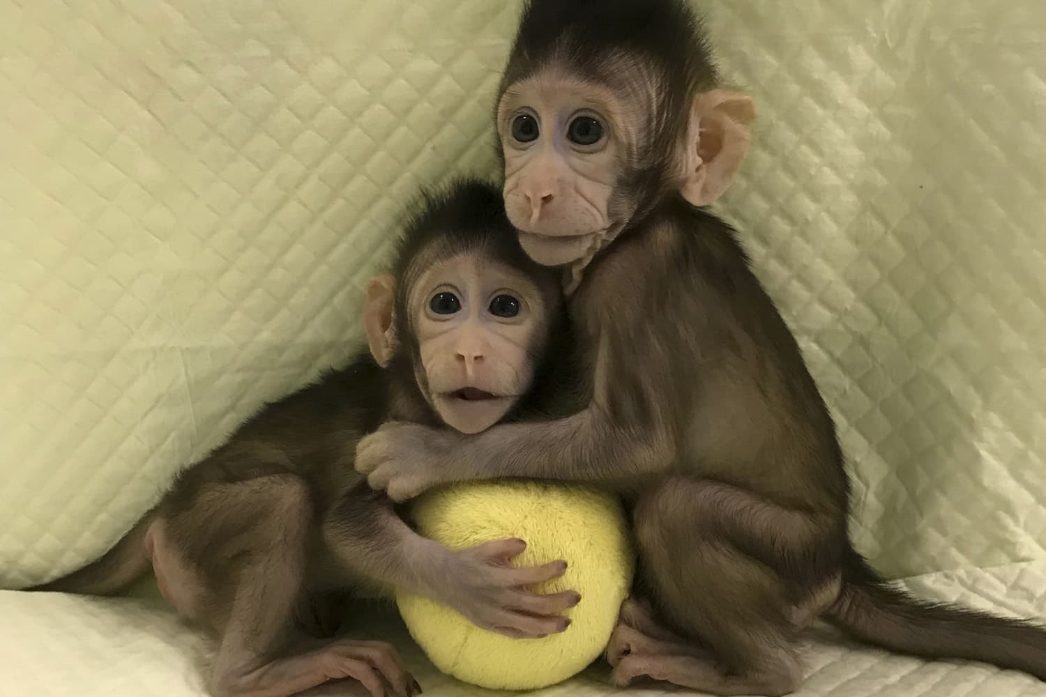 In this undated photo provided by the Chinese Academy of Sciences, cloned monkeys Zhong Zhong and Hua Hua sit together with a fabric toy. For the first time, researchers have used the cloning method that produced Dolly the sheep to create two healthy monkeys, potentially bringing scientists closer to being able to do that with humans. (Sun Qiang and Poo Muming/Chinese Academy of Sciences via AP)