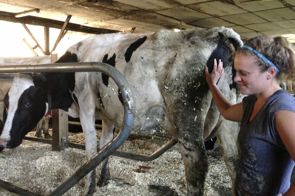 In this 2015 photo, a dairy farmer works with cows at her family farm in Graniteville, Vt. (Lisa Rathke/AP)