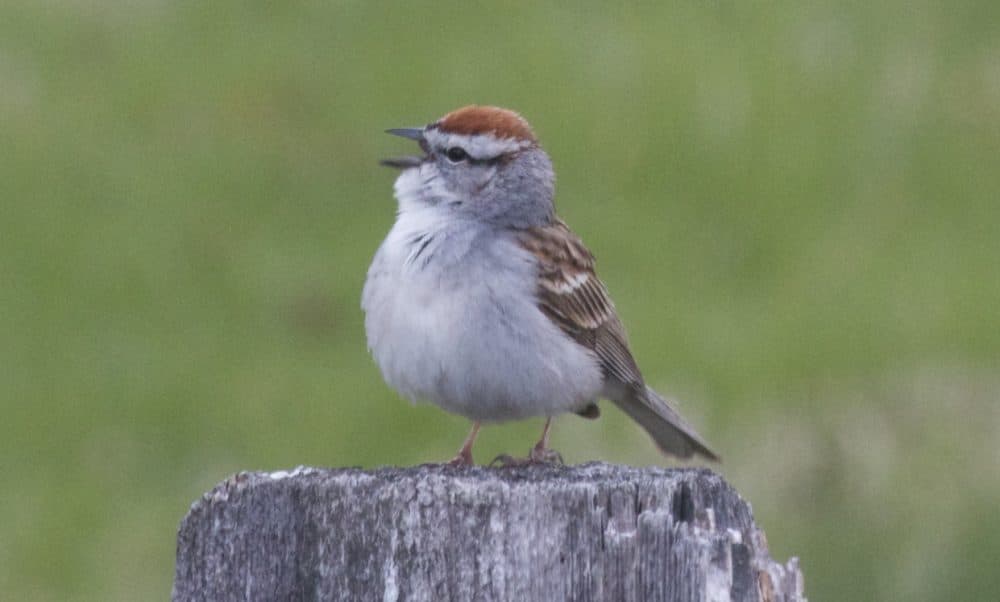 A chipping sparrow sits on a fence post in New Jersey. (Brian Amaral/WBUR)