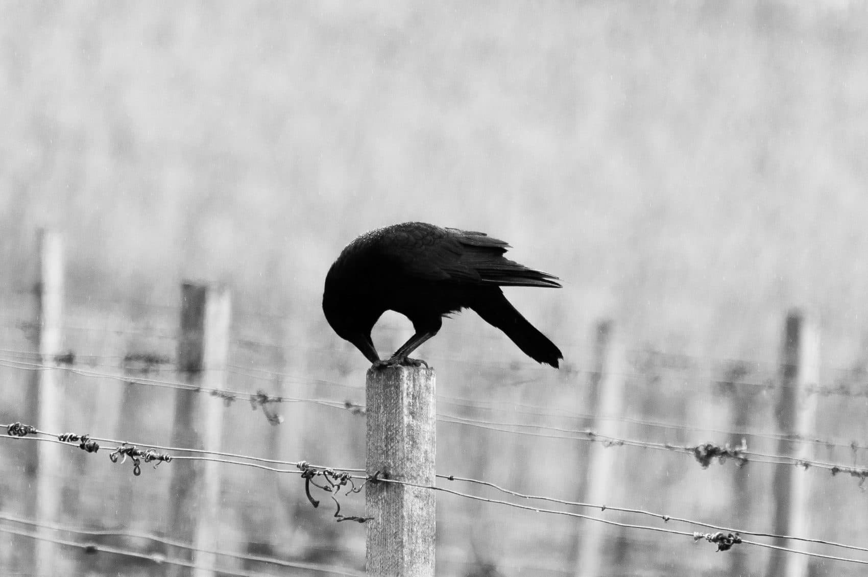 'Blackbird' Endures As A Meditation On The Struggle For Civil And Human Rights