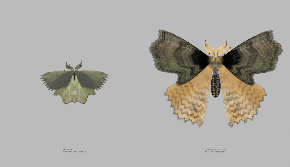 &quot;Moth Generator&quot; by KR Pipkin and Loren Schmidt. (Courtesy)