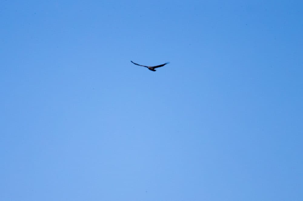A bald eagle soars above Newburyport. (Jesse Costa/WBUR)