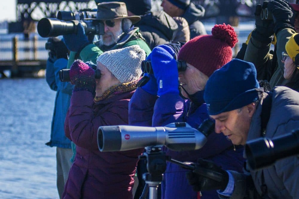 David Moon, right, and the rest of the Mass Audubon birding group look for eagles flying over Newburyport by the Merrimack River. (Jesse Costa/WBUR)
