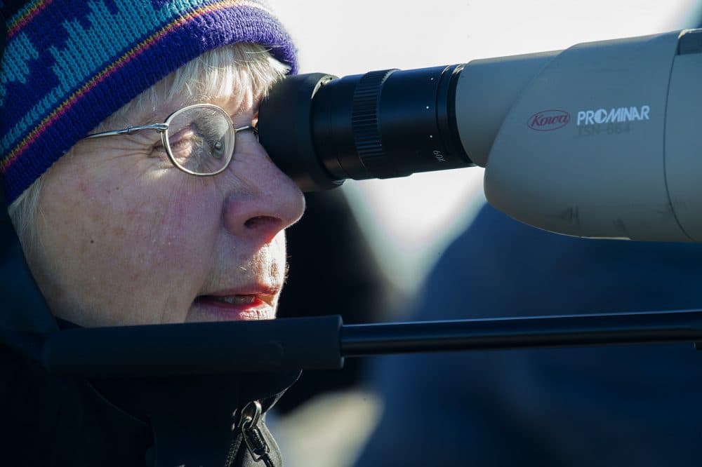 Carlotta Shaw, who drives from Wayland to join the Joppa Flats birding group, looks through a scope at goldeneyes in the Merrimack River. (Jesse Costa/WBUR)