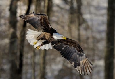 The Bald Eagle Population Is Soaring And Now Is A Really Good Time To See Them