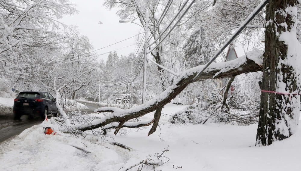 A motorist navigates around a downed limb partially blocking a road and resting on a power line after a snowstorm on Thursday in Northborough, Mass. (Bill Sikes/AP)