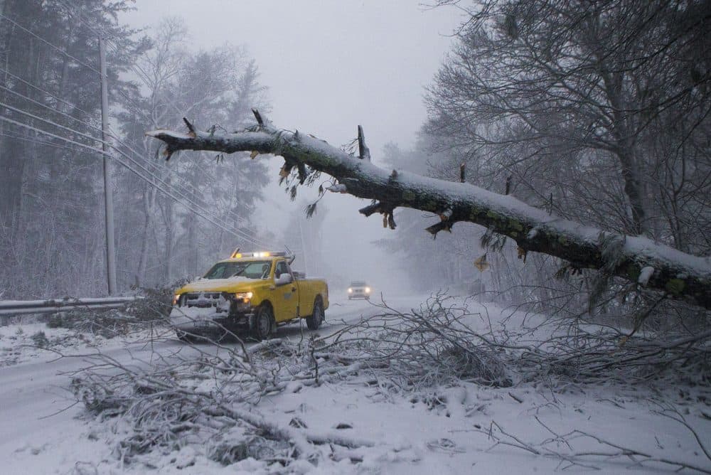 A MassDOT worker arrives where a tree has fallen across Route 53 in Pembroke. (Jesse Costa/WBUR)