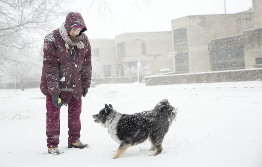 Bundled up against the wind and snow, Amy Stein throws a ball for her dog Emmy. (Robin Lubbock/WBUR)