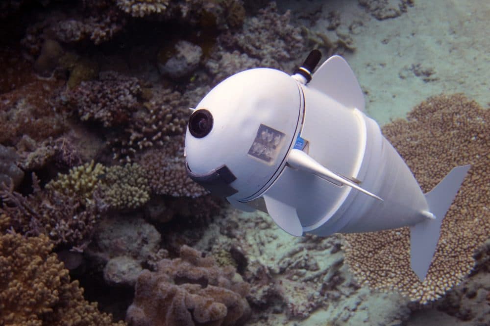 Roboticists at MIT have created a robotic fish named SoFi, short for soft fish, that can swim underwater and help researchers study ocean life up close. (Courtesy MIT CSAIL)