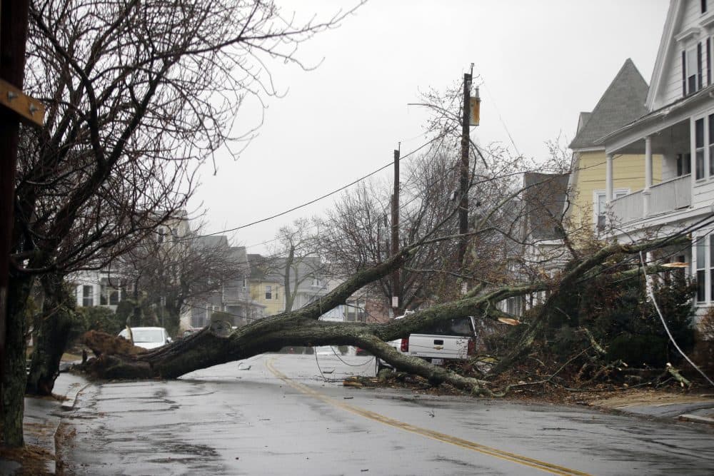 An uprooted tree blocks a residential street on Friday after taking down a power line in Swampscott. (Elise Amendola/AP)