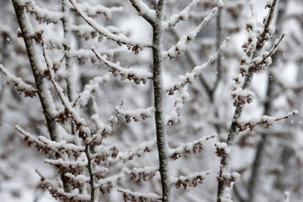 Snow covers buds on a tree in Boston. (Michael Dwyer/AP)