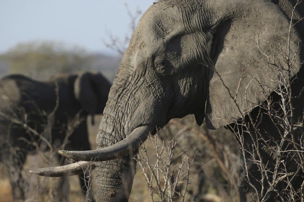In this photo taken Friday, Sept. 30, 2016, an elephant walks through the bush at the Southern African Wildlife College on the edge of Kruger National Park in South Africa. As teams of poachers stalk rhinos and elephants in the park, wildlife officials are turning to nearby communities to help stop the slaughter by using local knowledge to deter poachers, not join them. (AP Photo/Denis Farrell)
