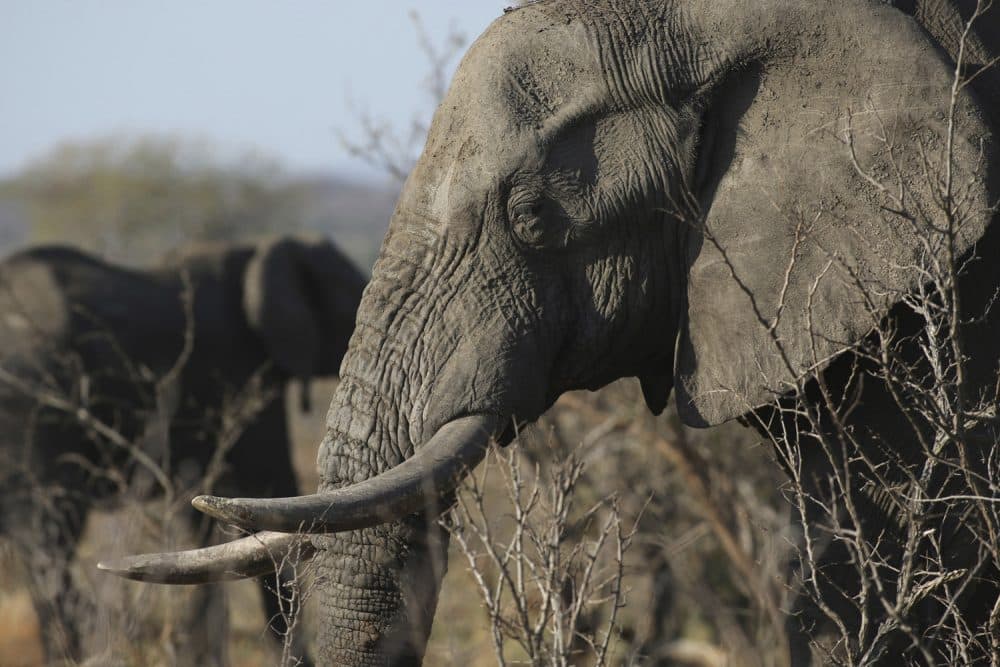 African Elephant Cropped 1000x667 