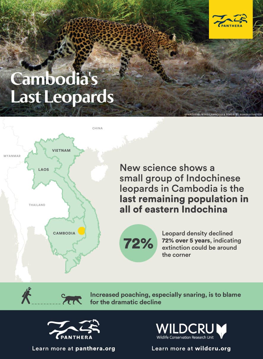 These endangered leopards are disappearing from Cambodia