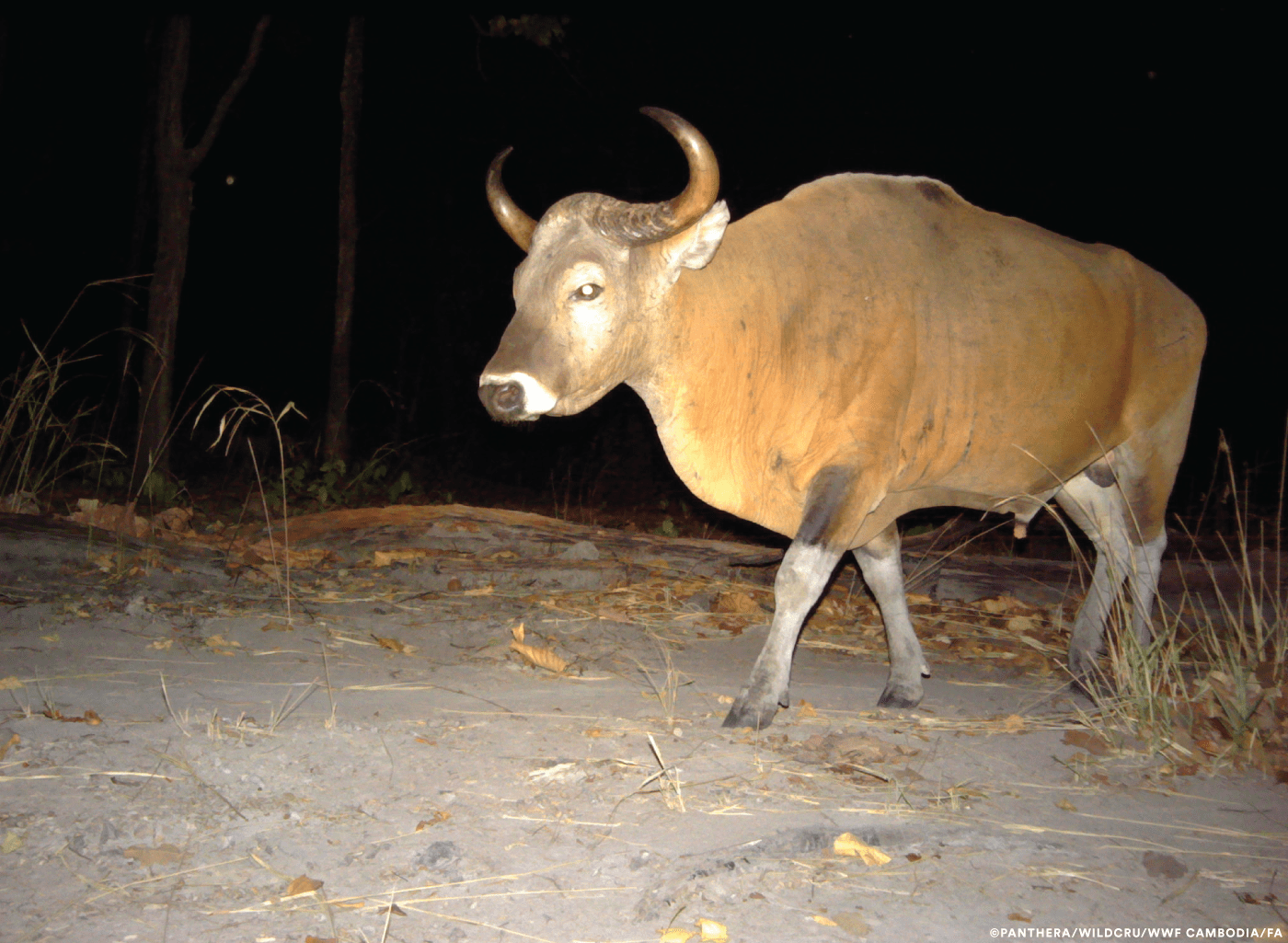 A banteng. (Courtesy Panthera/WildCRU/WWF Cambodia/FA)