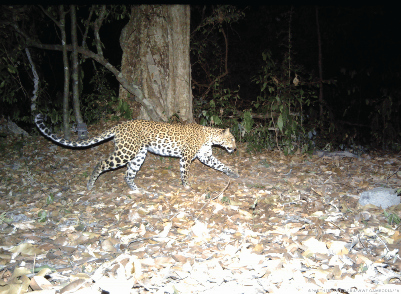 These endangered leopards are disappearing from Cambodia