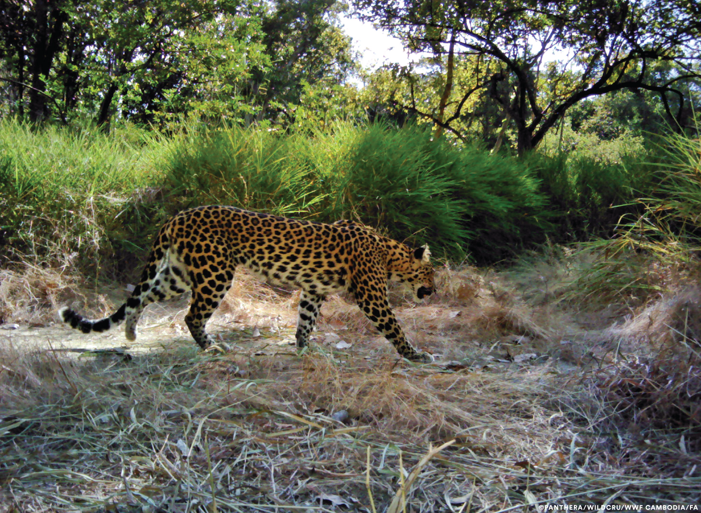 (Courtesy Panthera/WildCRU/WWF Cambodia/FA)