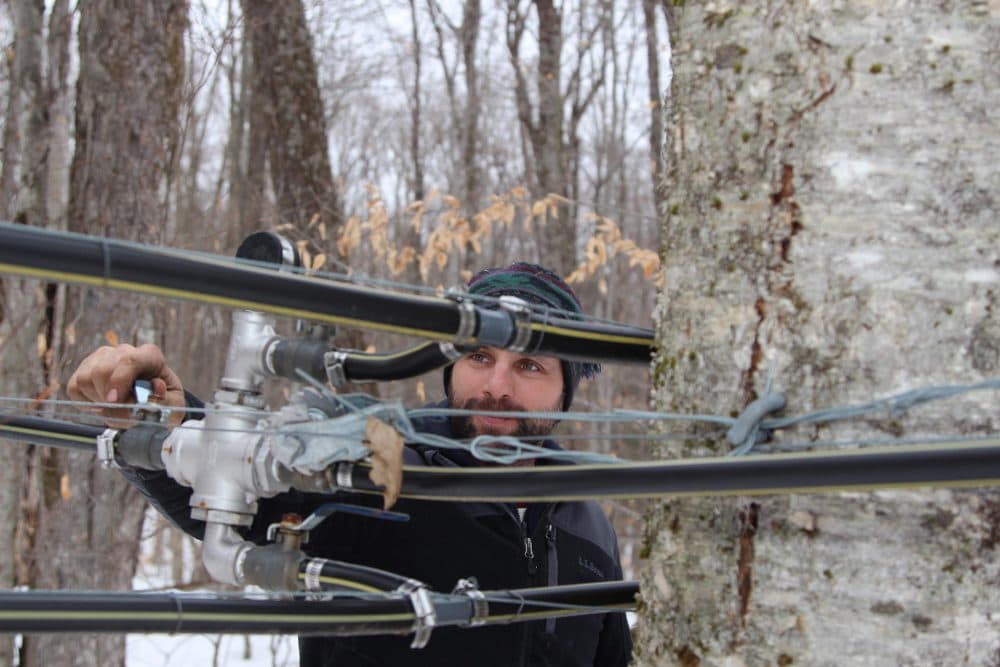 Paul Lambert checks taps at Silloway Maple in Randolph Center. The latest generation of vacuum tubing separates air from the sap, allowing more sap yield per tap. Apps can also send alerts when sap isn't flowing. (Lorne Matalon for VPR)