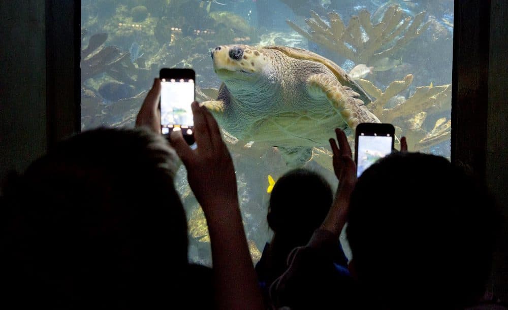 Young visitors to the aquarium use their phones to capture a picture of a loggerhead sea turtle. (Robin Lubbock/WBUR)