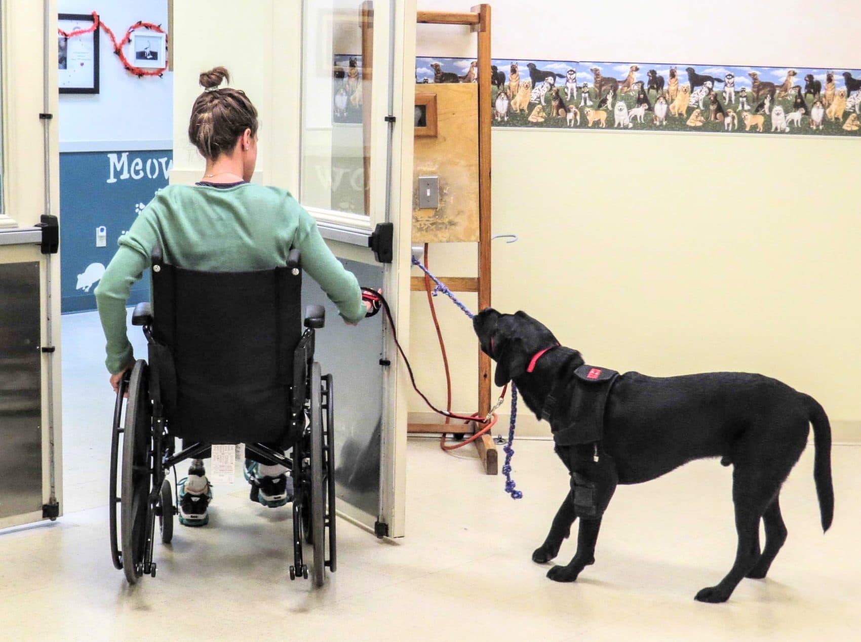 Rescue helps Jessica open a door. (Courtesy Jessica Kensky and Patrick Downes)