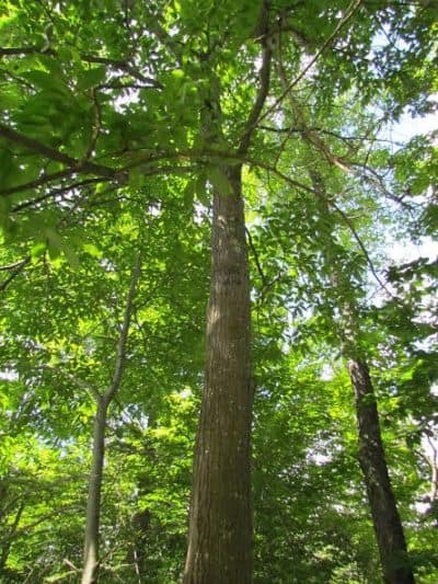 The American chestnut tree in Western Massachusetts that forester Larry Bruffee discovered.
