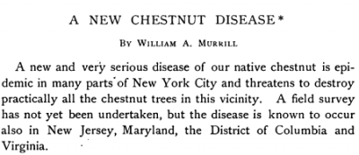 The start of William Murrill's article in Torreya, a botanical journal, describing Chestnut blight. He was the first to do so. June, 1906.