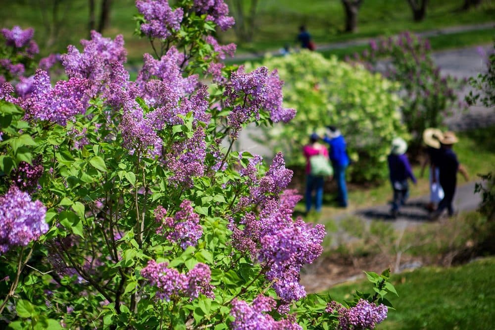 The lilacs at Arnold Arboretum. (Jesse Costa/WBUR)