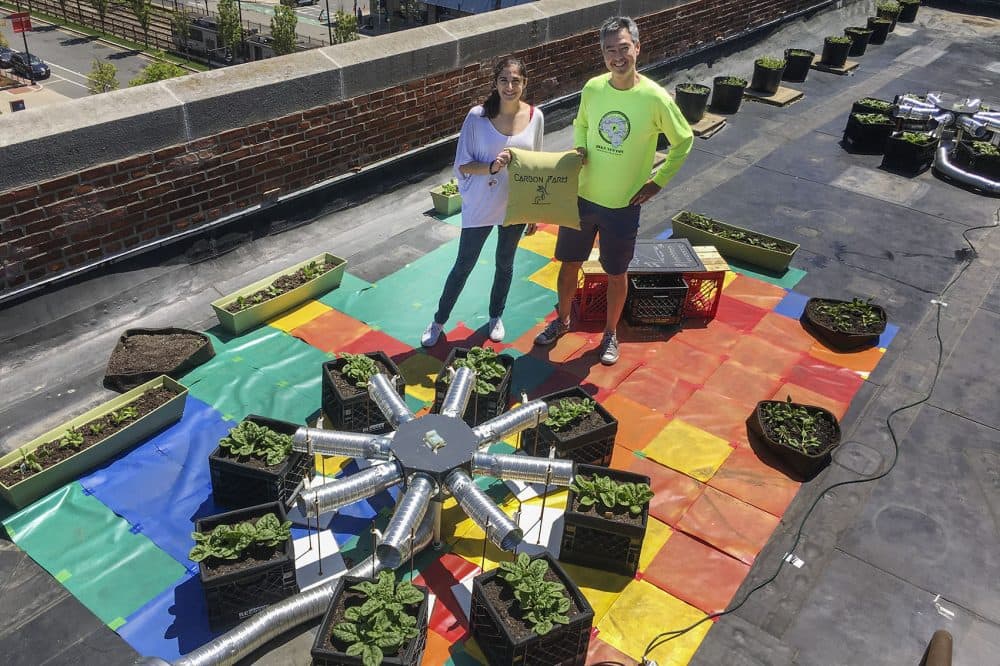 Ph.D. candidate Sarabeth Buckley and her adviser, Nathan Phillips, professor of earth and environment at Boston University, stand with a &quot;carbon farm&quot; atop a BU building, with spinach plants ready to be harvested. (Bruce Gellerman/WBUR)