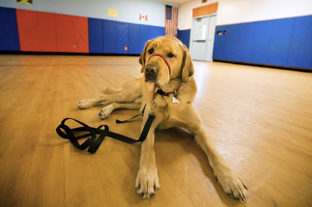 Franklin the service dog has become a beloved fixture at the Ralph Wheelock School in Medfield. (Jesse Costa/WBUR)