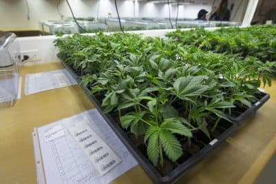 205 Priority Applicants Vying For Recreational Marijuana Licenses Can Move Into Next Phase
