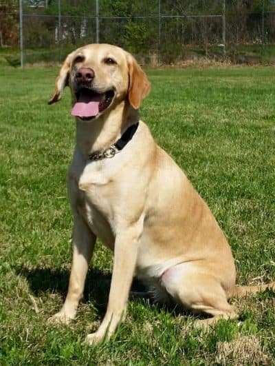 Summer, a Labrador retriever that did explosives detection work and today works for the Transportation Security Administration. (Courtesy American Humane)