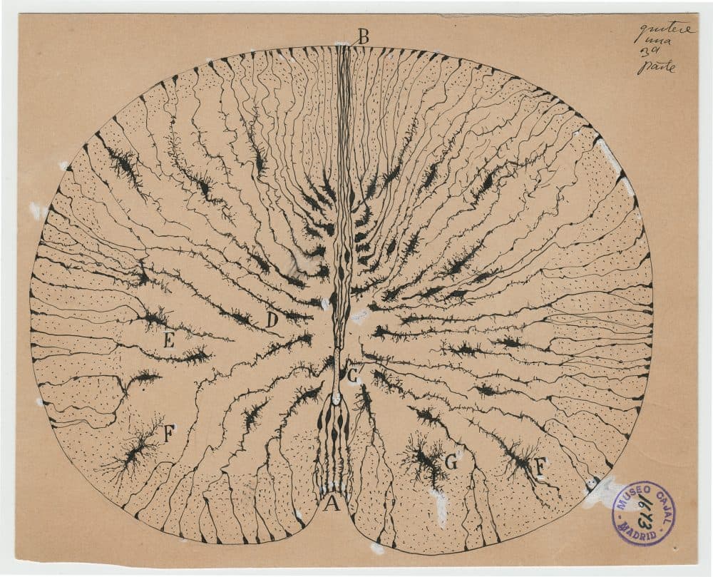 Santiago Ramón y Cajal's drawing of glial cells of a mouse spinal cord in 1899. (Courtesy of Instituto Cajal)
