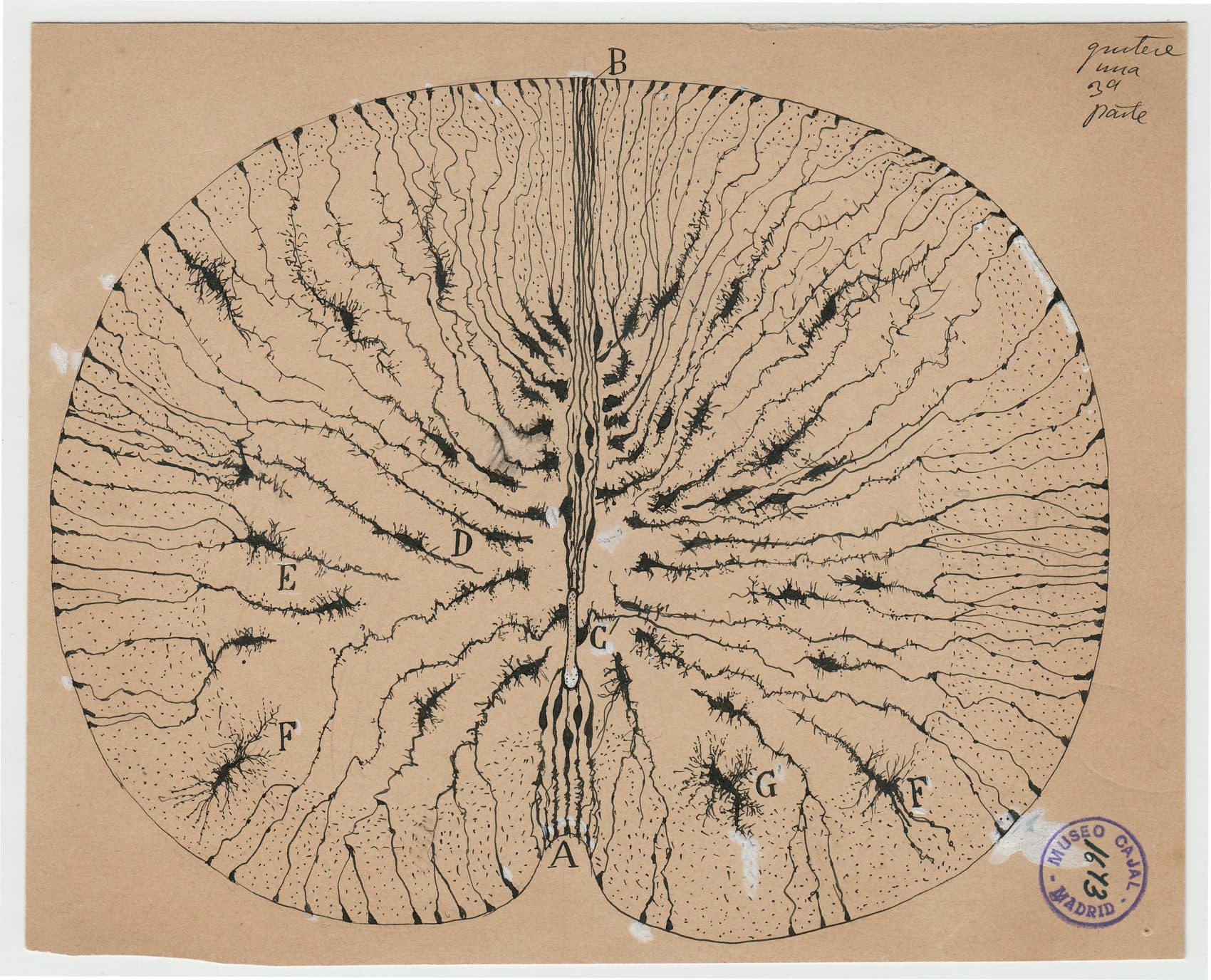 Santiago Ramón y Cajal's drawing of glial cells of a mouse spinal cord in 1899. (Courtesy of Instituto Cajal)