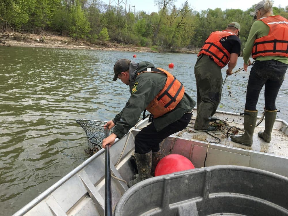 Vermont Fish and Wildlife Commissioner Louis Porter, left, has a sturgeon in the net. (John Dillon/VPR)