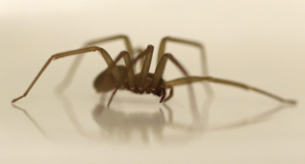 Brown recluses, like the one pictured here, &quot;are definitely a serious medical spider, but their bites are fairly rare,&quot; North Carolina State University entomologist Matt Bertone says. (Carolyn Kaster/AP)