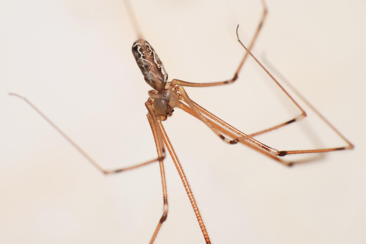 long body cellar spider up close