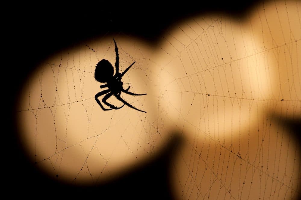 A spider is silhouetted against a string of lights in Overland Park, Kan. (Charlie Riedel/AP)