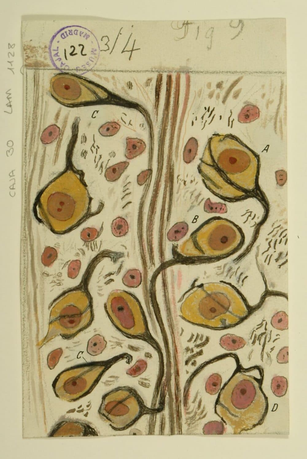 Santiago Ramón y Cajal's ink and pencil drawing of the calyces of Held in the nucleus of the trapezoid body, created in 1934. (Courtesy of Instituto Cajal)