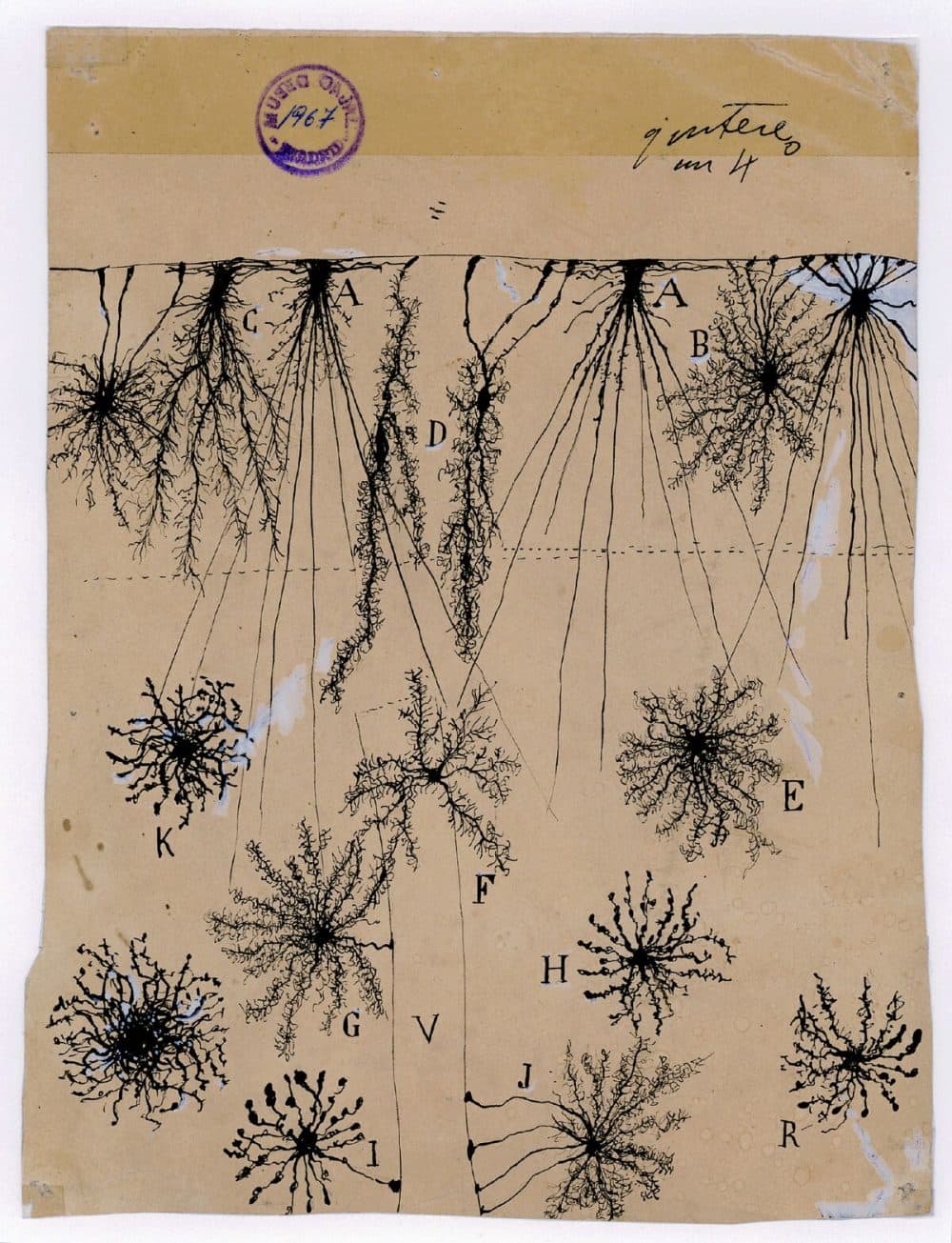 Santiago Ramón y Cajal's ink and pencil drawing of glial cells of the cerebral cortex of a child, created in 1904. (Courtesy of Instituto Cajal)
