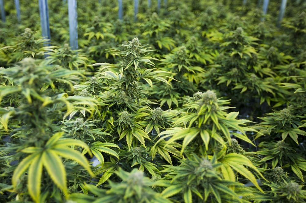 Marijuana plants in the &quot;Flowering Room&quot; at the Canopy Growth Corporation in Smiths Falls, Ontario. (Jesse Costa/WBUR)