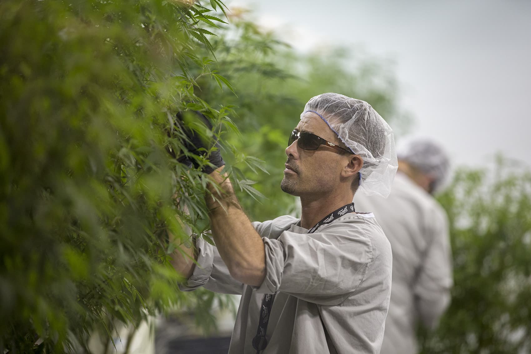 A Canopy worker takes clippings off a marijuana plant to be cloned. (Jesse Costa/WBUR)