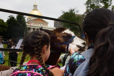 Why A Llama, A Goat, A Cow And 2 Lambs Were Grazing On Boston Common