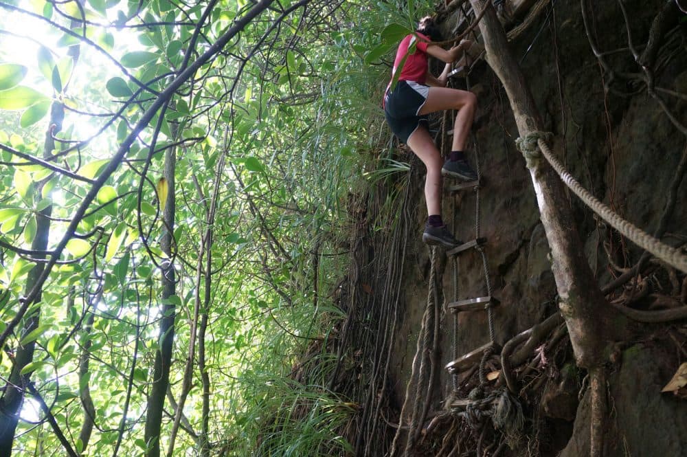 A hiker on the Wavine Cyrique cliff trail on the Caribbean island of Dominica. The vertical trail of tangled mangrove roots and improvised rope ladders takes hikers down the face of the cliff to a black-sand beach. (Kavitha Surana/AP)