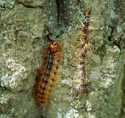 A healthy gypsy moth caterpillar, left, next to one killed by a fungus that attacks the insects (Courtesy Tawny Simisky)