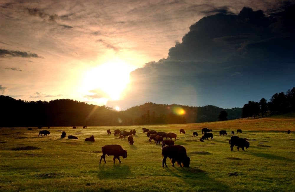 The sun sets behind a herd of bison in Wind Cave National Park. (David McNew/Getty Images)