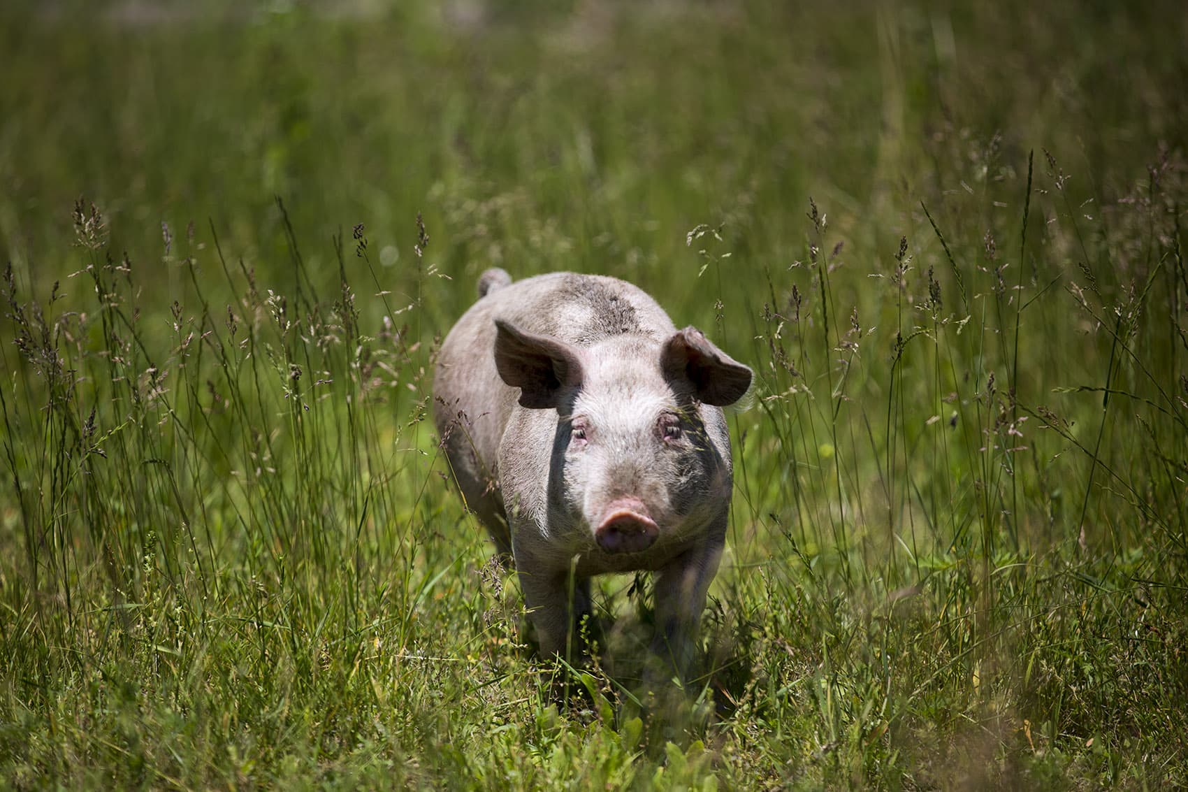 One of Copicut Farms pigs roaming around freely through the pasture. (Jesse Costa/WBUR)