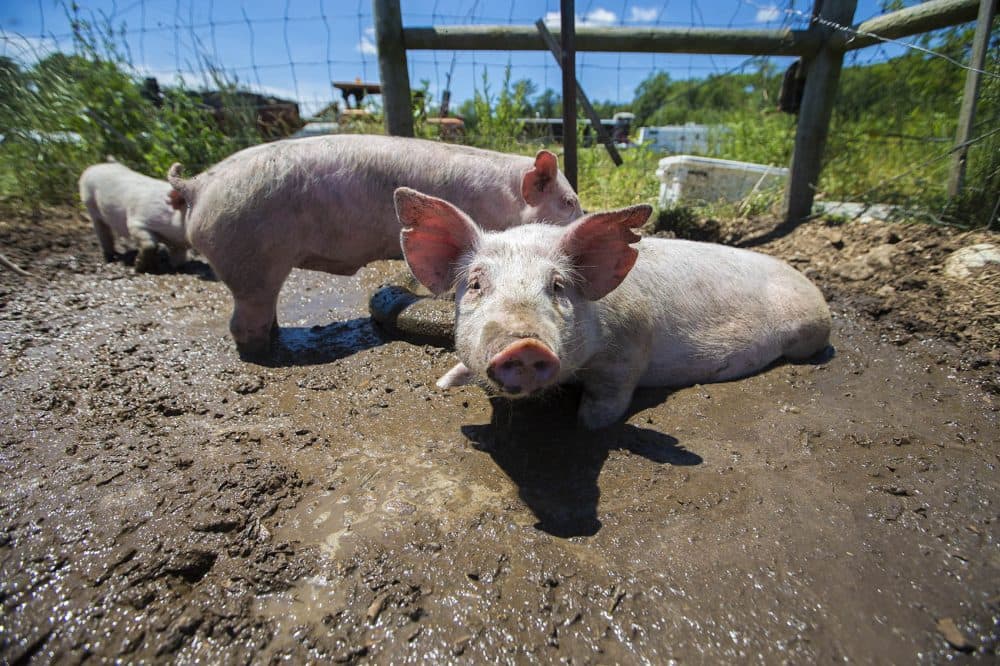 Pigs in the mud at Copicut Farms in Dartmouth. (Jesse Costa/WBUR)