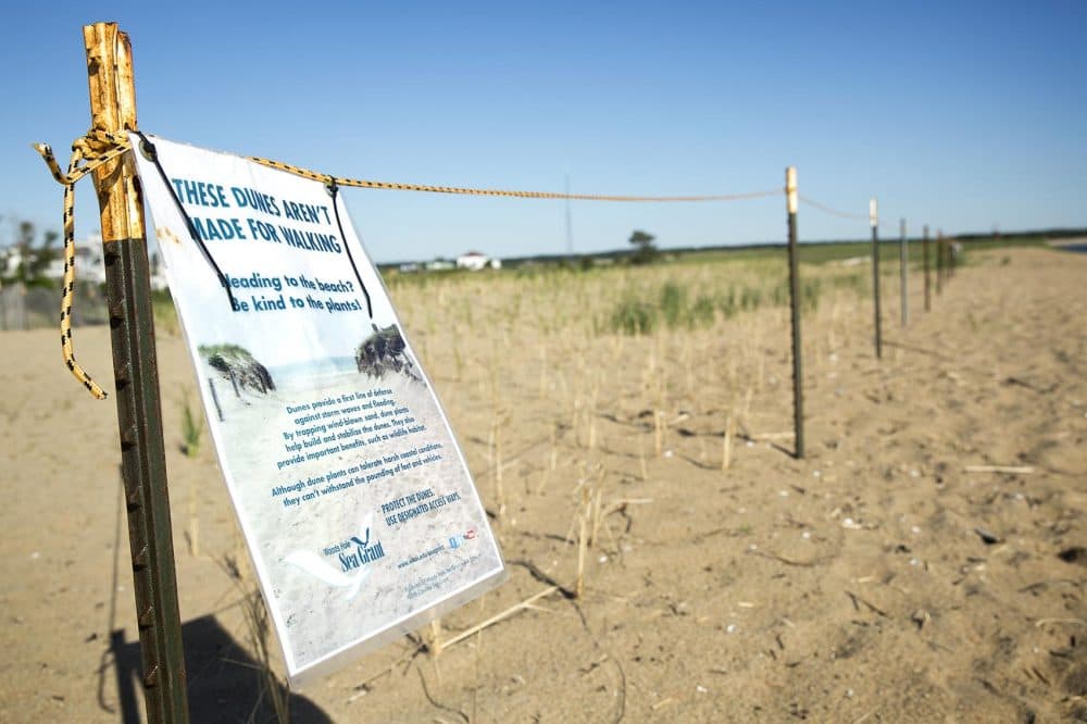 An area of recently planted beach grass on Plum Island is roped off for its protection. (Robin Lubbock/WBUR)